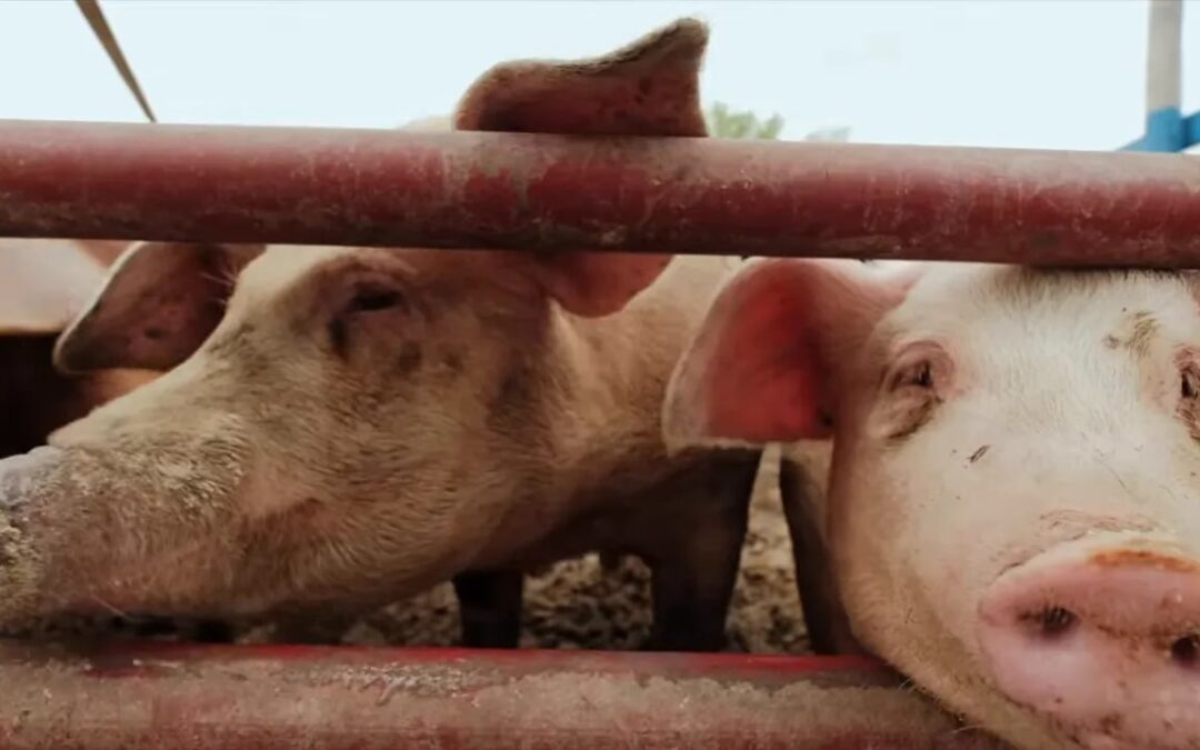 Local Debt Progress, Shangri-La Signals, Factory Slowdown, and the Pork Price Warning