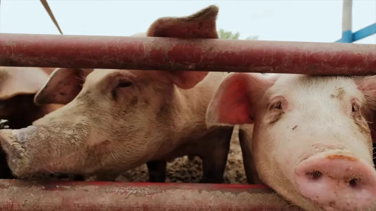 Farm pigs standing and resting in a pen
