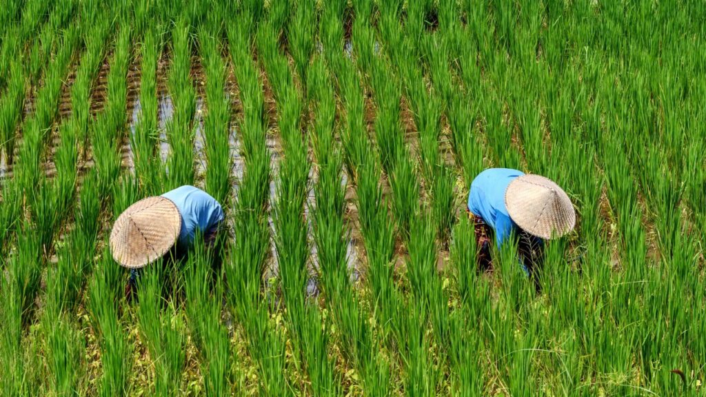 food security china small
