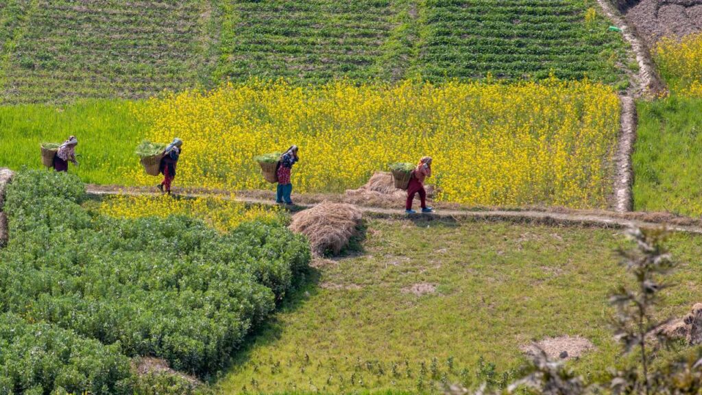china farm workers s